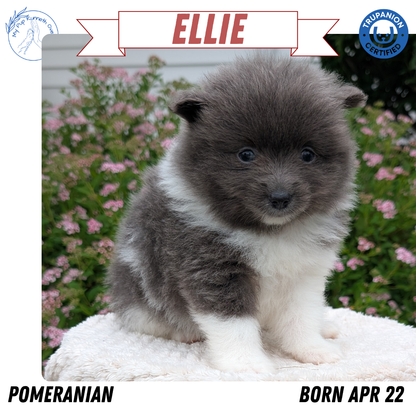 POMERANIAN (04/22) FEMALE