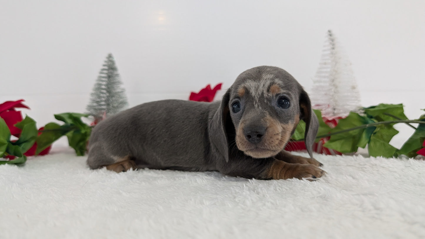 MINI DACHSHUND (OCT 20) FEMALES