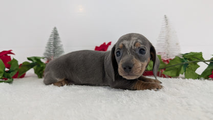MINI DACHSHUND (OCT 20) FEMALES