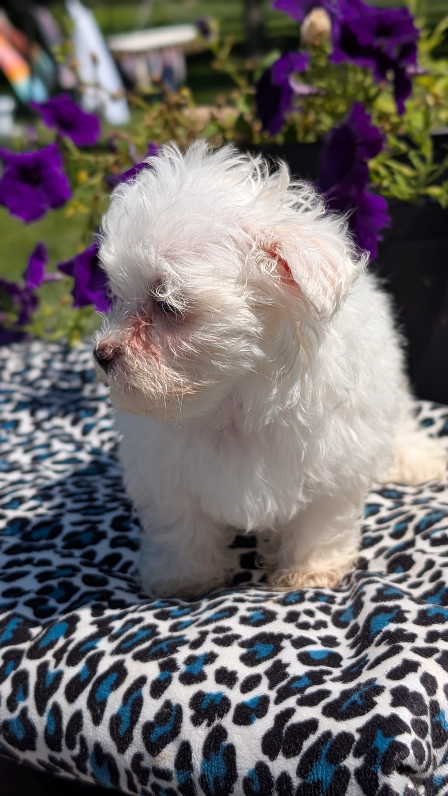 MALTESE (JUN 13) FEMALES