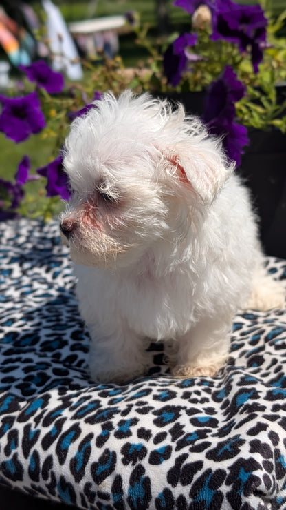 MALTESE (JUN 13) FEMALES