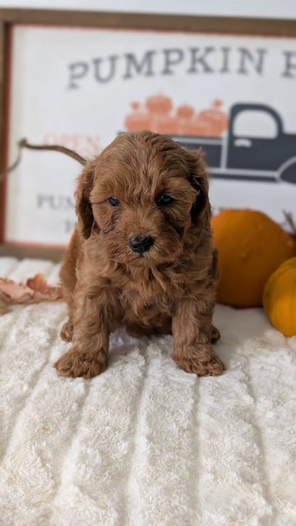 MINI GOLDENDOODLE (AUG 13) 6 MALES/3 FEMALES