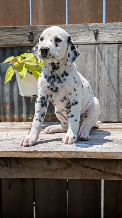 DALMATIAN (06/09) FEMALE