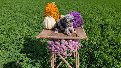 TOY POODLE (08/28) FEMALE