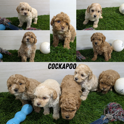 COCKAPOO (01/01) FEMALE