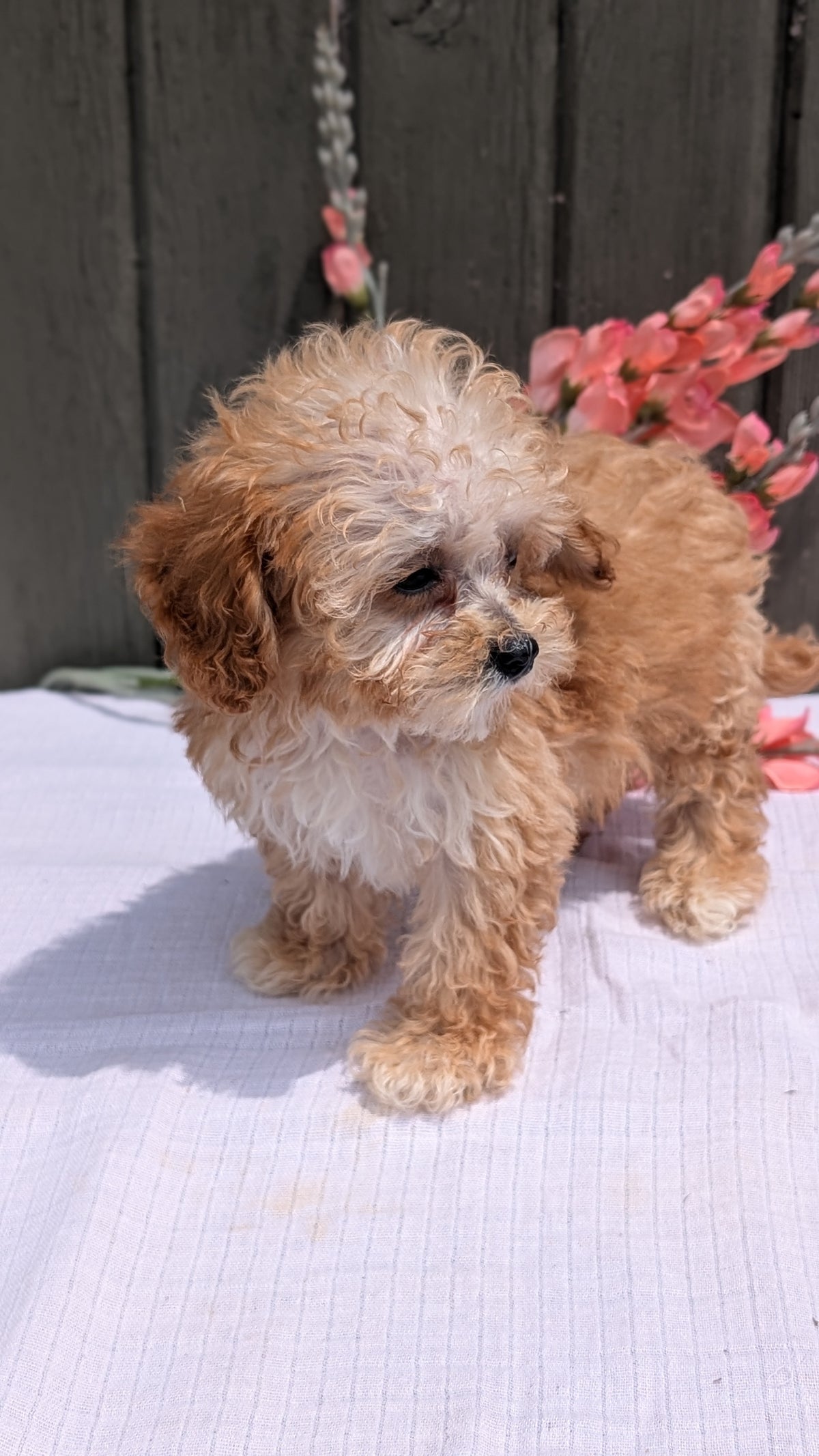 MINI POODLE (MAY 12) MALES