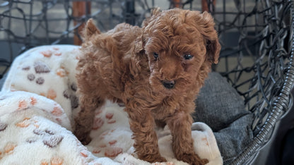 TOY POODLE (SEP 10) 4 MALES/2 FEMALES