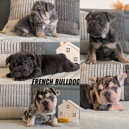 FRENCH BULLDOG (JAN 09) FEMALES