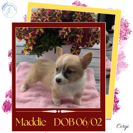 CORGI (06/02) FEMALE