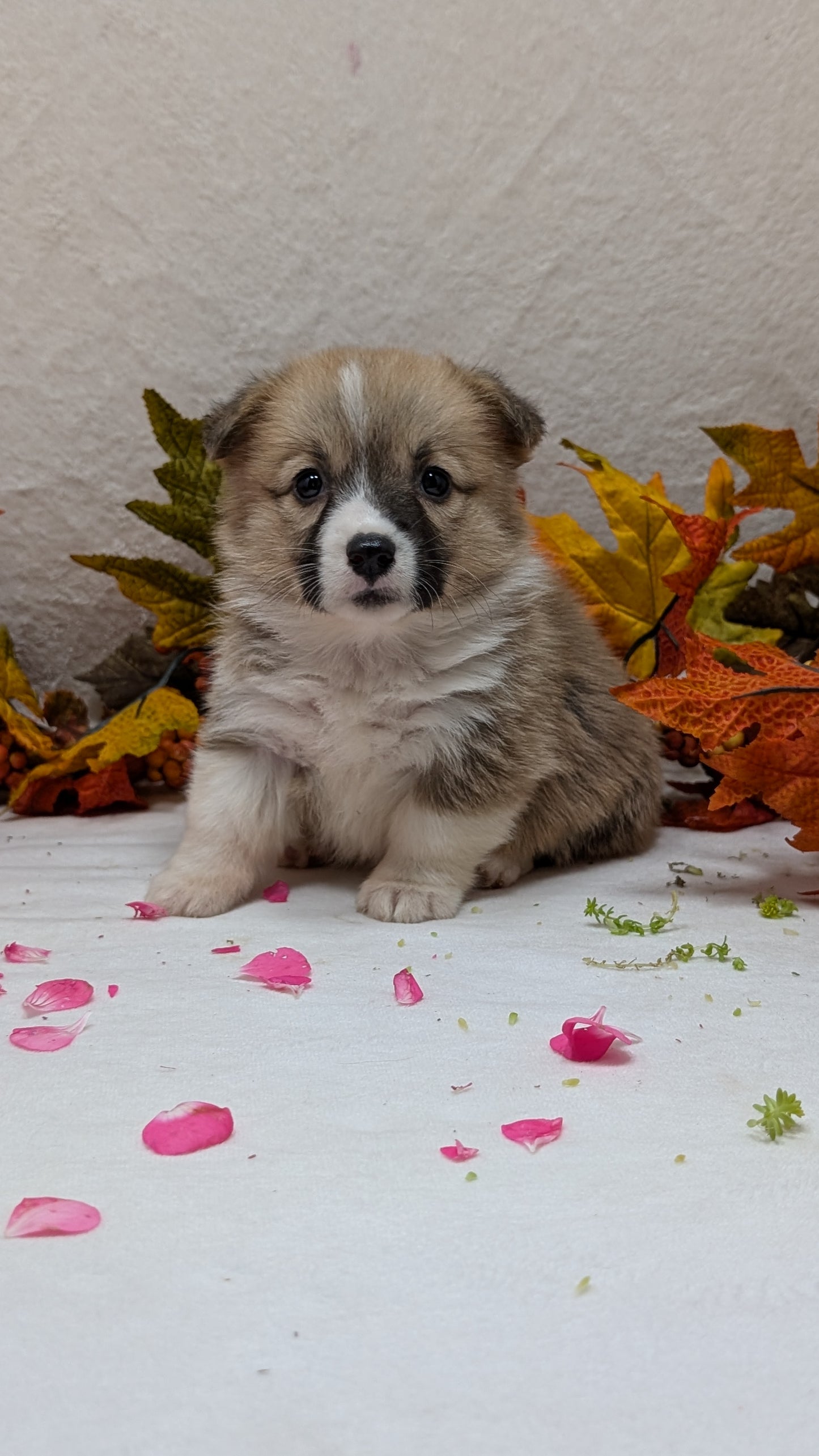 CORGI (09/17) FEMALE