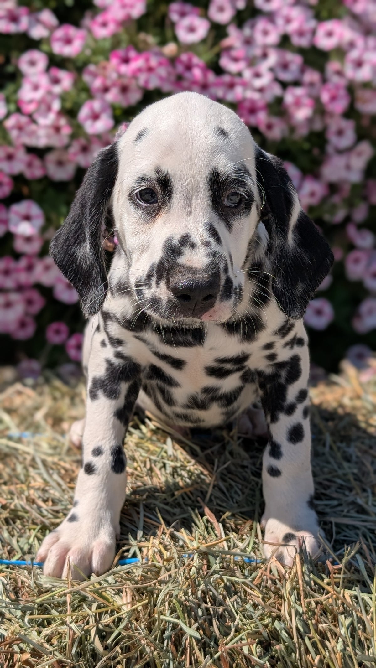 DALMATIAN (JUN 29) MALES