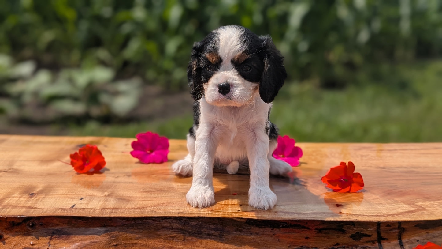 CAVALIER (MAY 30) FEMALES