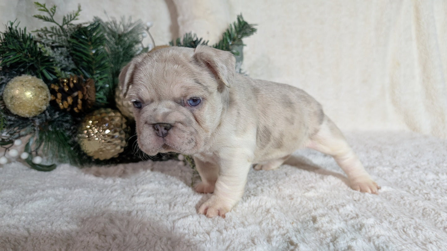 FRENCH BULLDOG (OCT 08) FEMALES