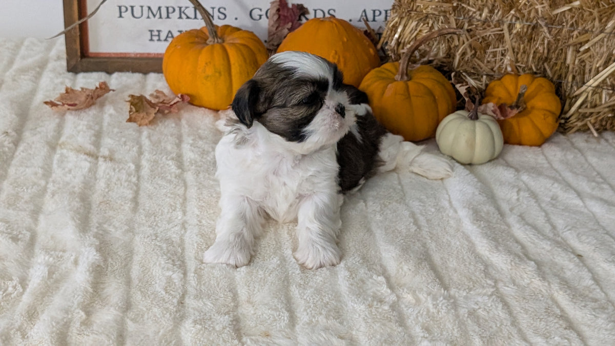 SHIH TZU (AUG 17) 2 FEMALES/3 MALES
