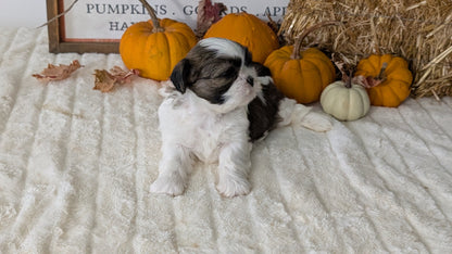 SHIH TZU (AUG 17) 2 FEMALES/3 MALES