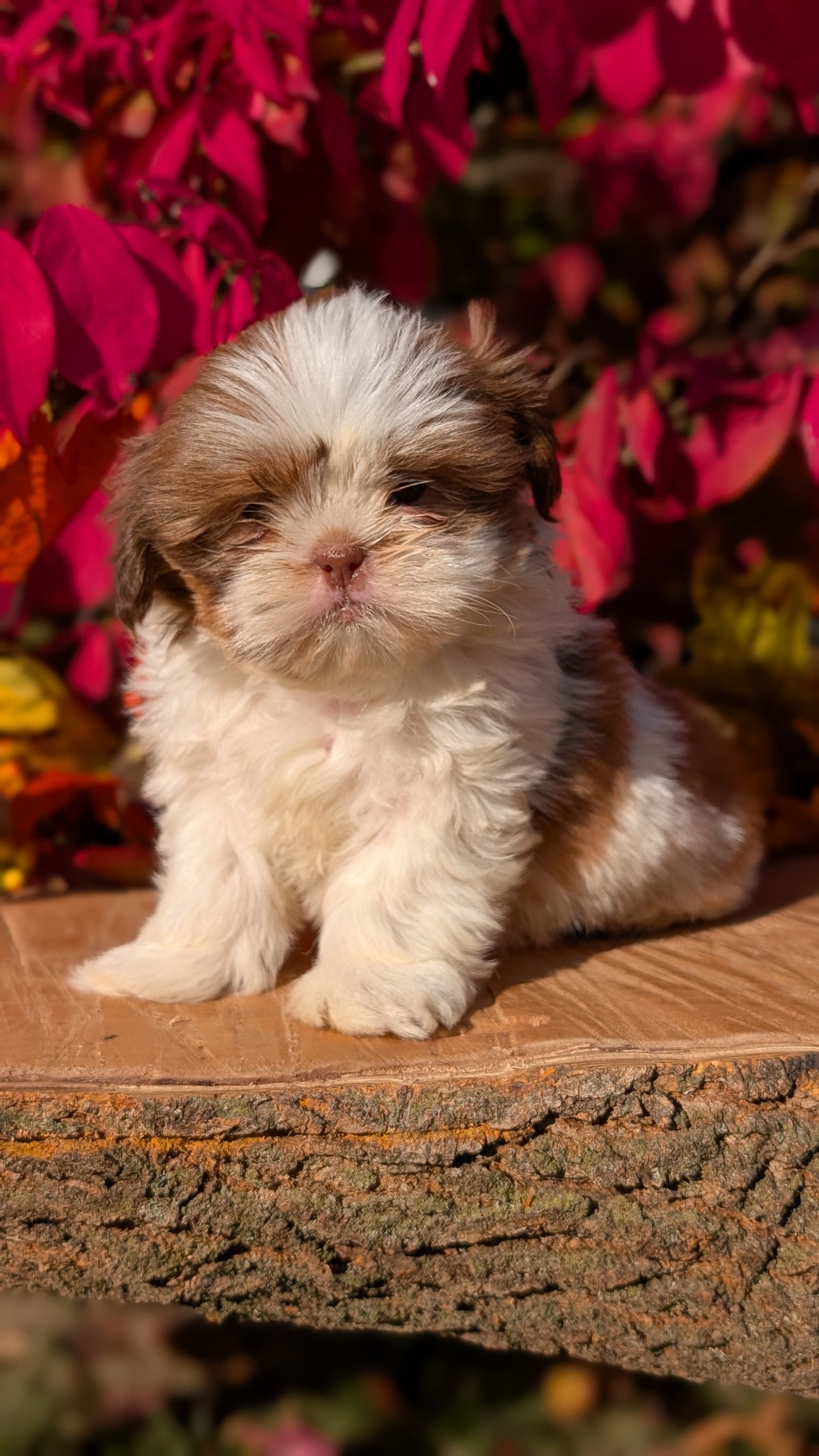 SHIH TZU (09/03) MALE