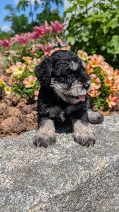 MINI SCHNAUZER (05/29) MALE
