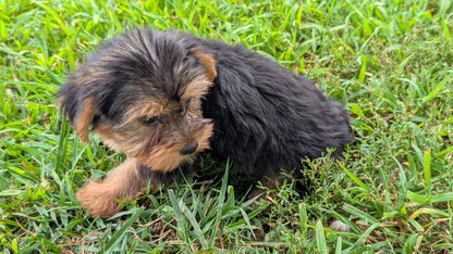 YORKSHIRE TERRIER (06/14) MALE