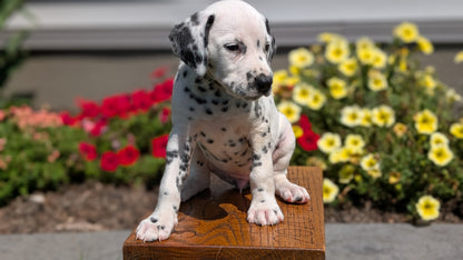 DALMATIAN (JUN 29) FEMALES