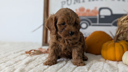 MINI GOLDENDOODLE (AUG 13) 6 MALES/3 FEMALES