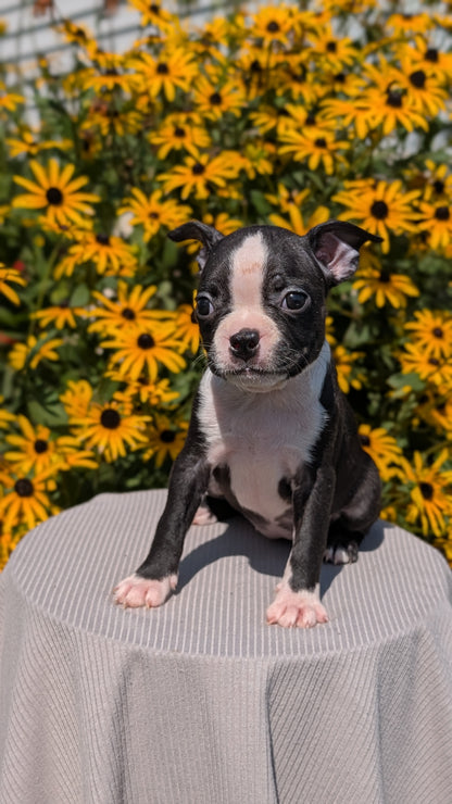 BOSTON TERRIER (JUL 11) 4 FEMALES/4 MALES
