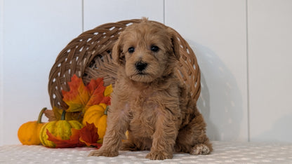 SCHNOODLE (SEP 03) 4 FEMALES/3 MALES
