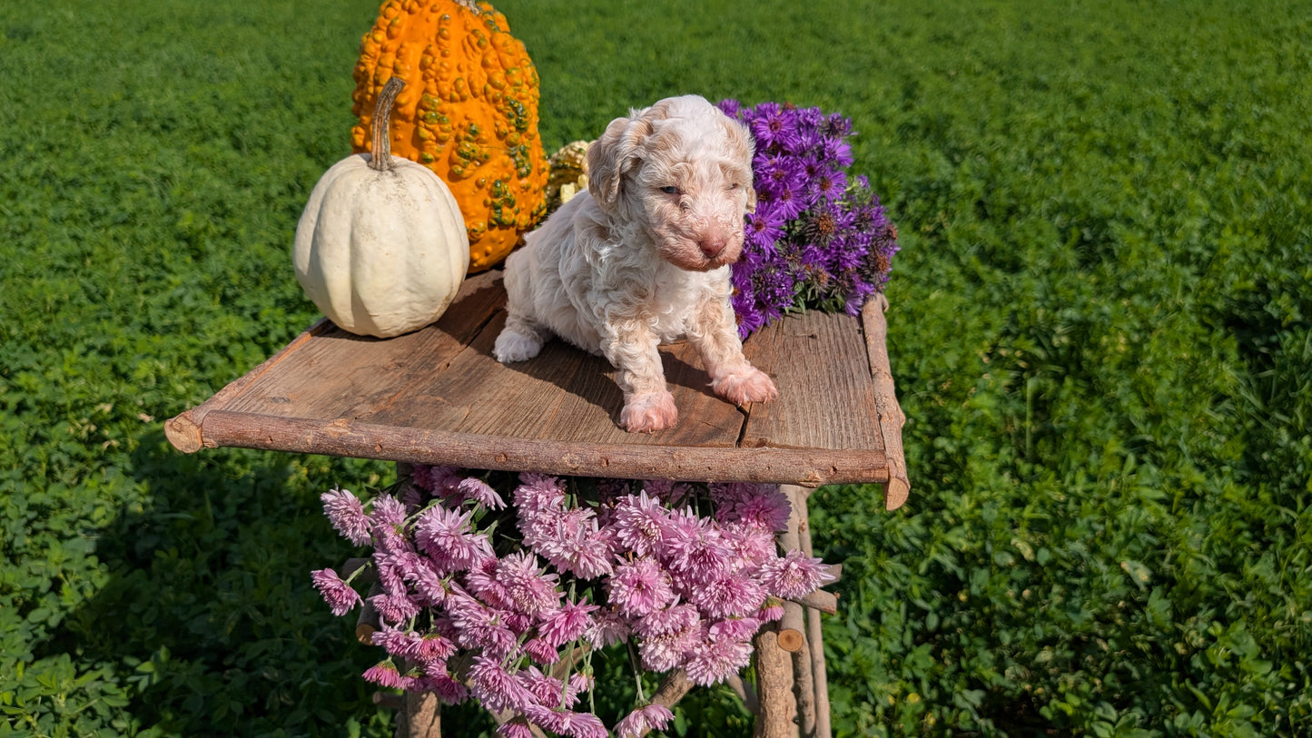 TOY POODLE (08/28) FEMALE