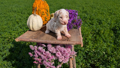 TOY POODLE (08/28) FEMALE