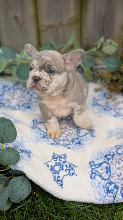 FRENCH BULLDOG (03/04) MALE