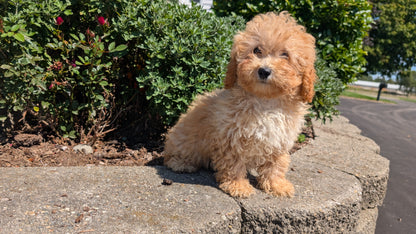 MINI POODLE (05/19) FEMALE