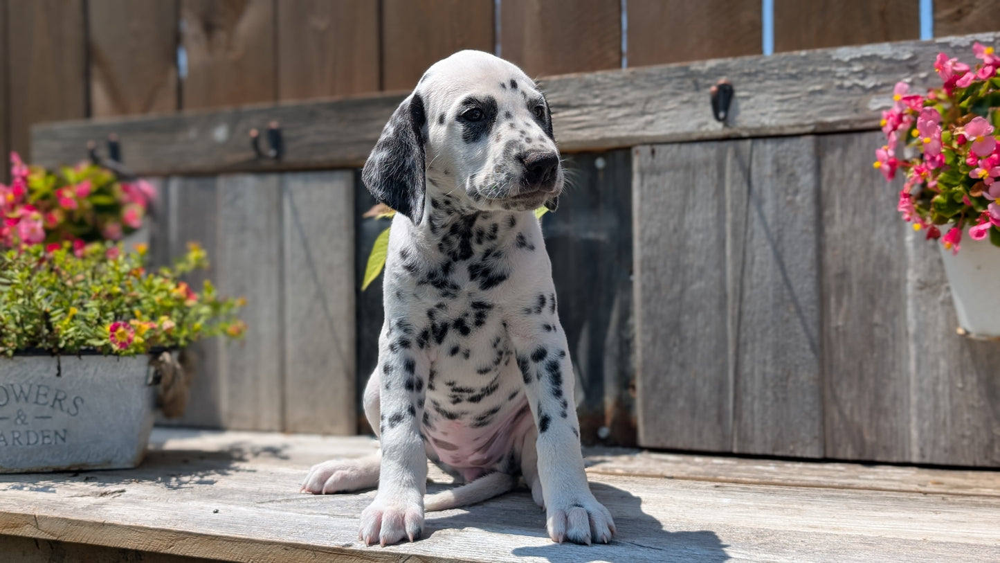 DALMATIAN (06/09) FEMALE
