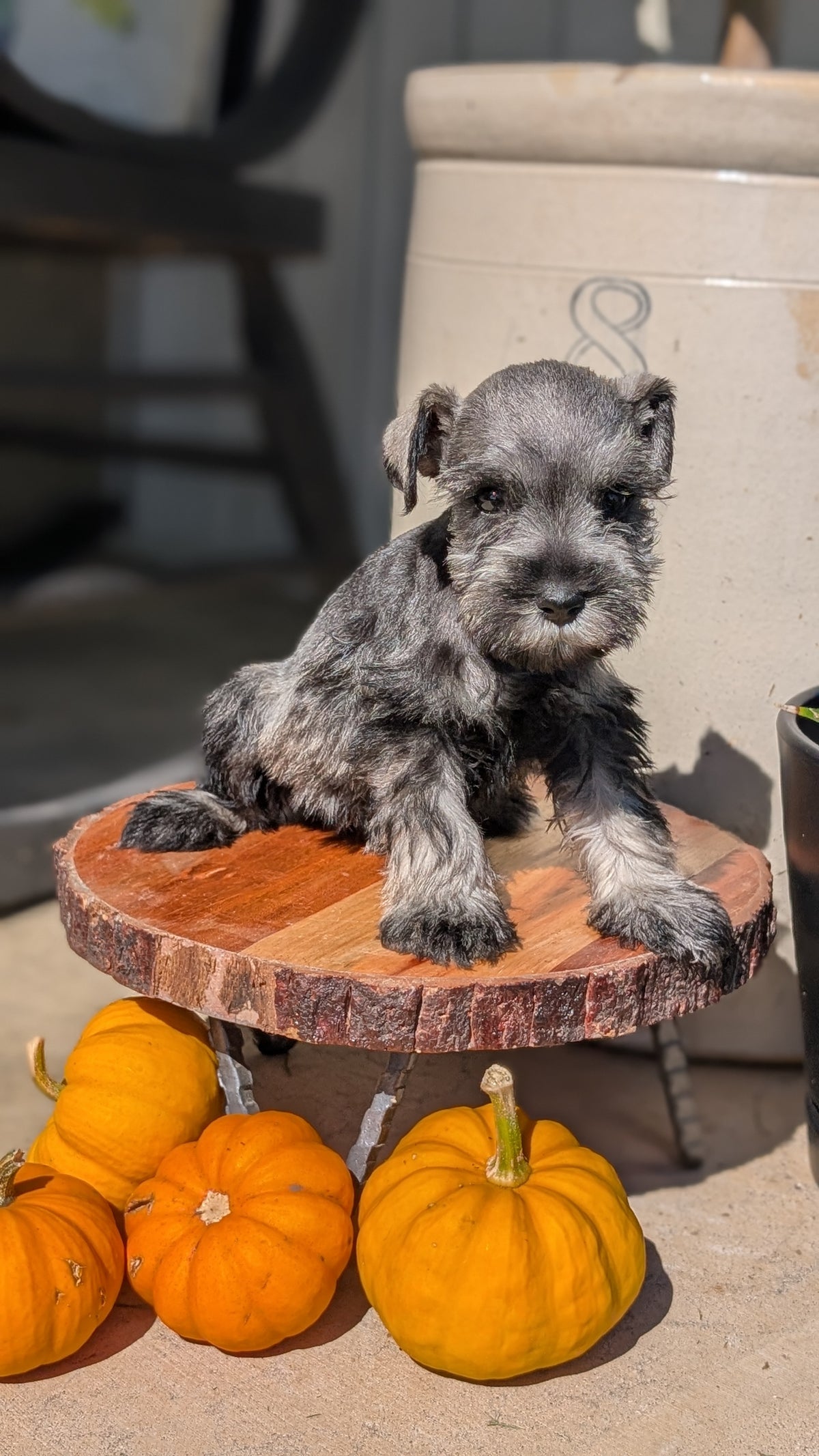 MINI SCHNAUZER (AUG 24) 8 FEMALES