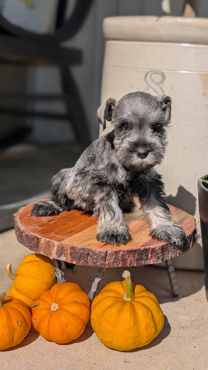 MINI SCHNAUZER (AUG 24) 8 FEMALES