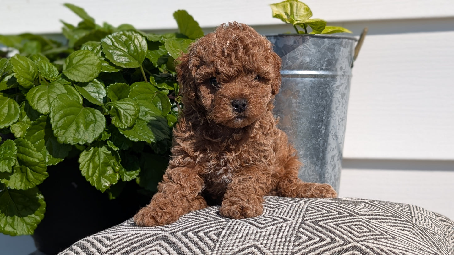 COCKAPOO (08/03) MALE