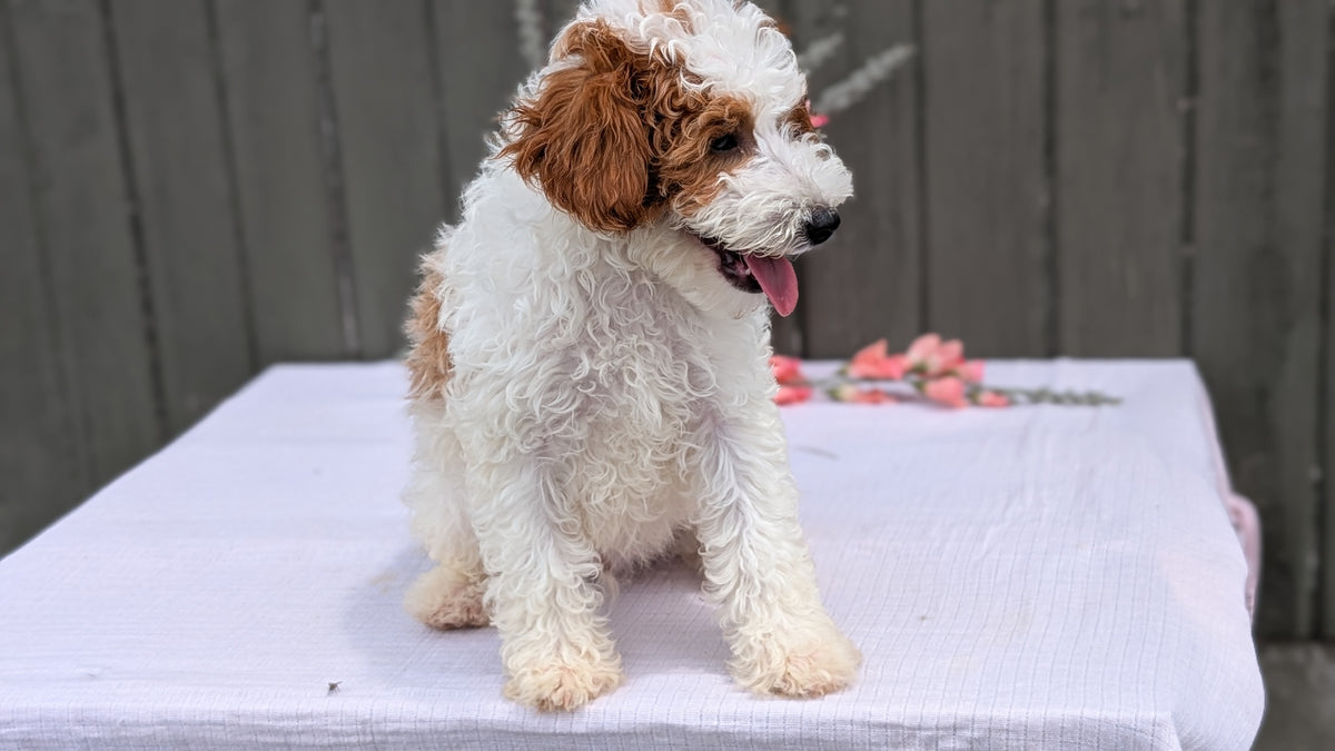 MINI POODLE (MAY 08) MALES