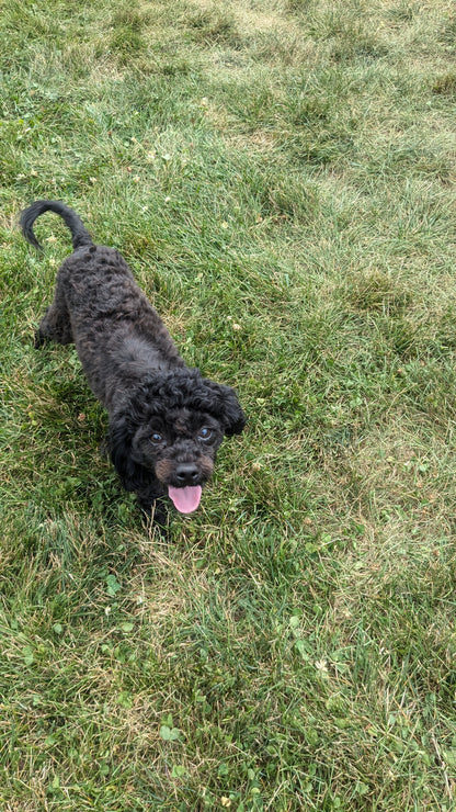 SHIH-POO (11/02) FEMALE