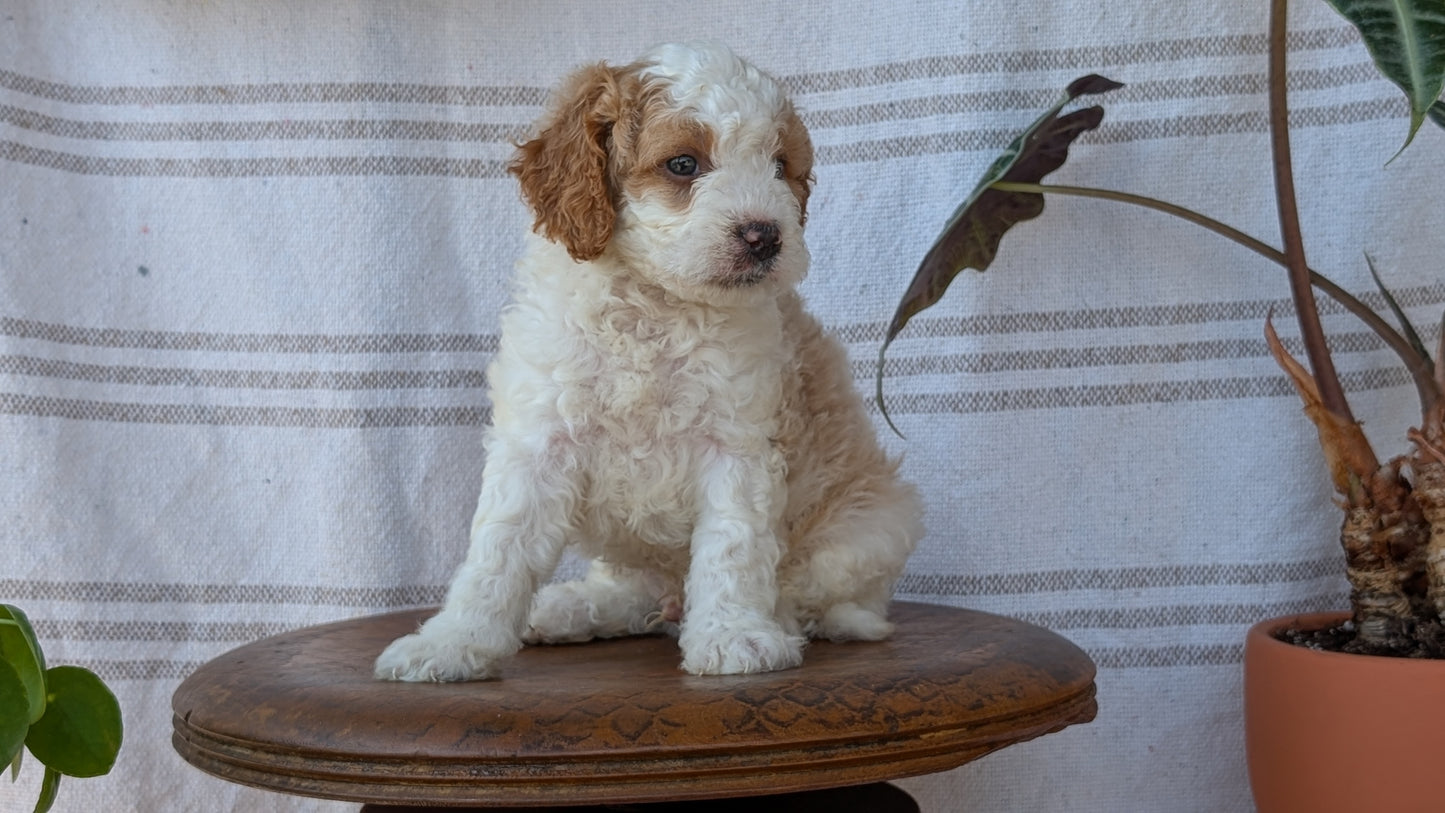 CAVAPOO (MAY 23) MALES