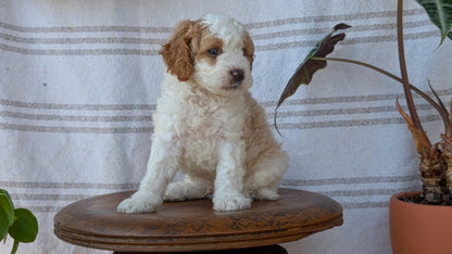 CAVAPOO (MAY 23) MALES