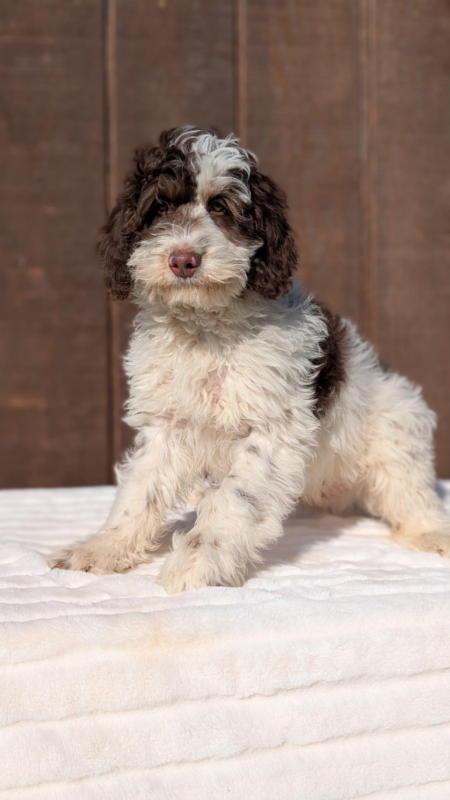 MINI BERNEDOODLE (07/25) MALE