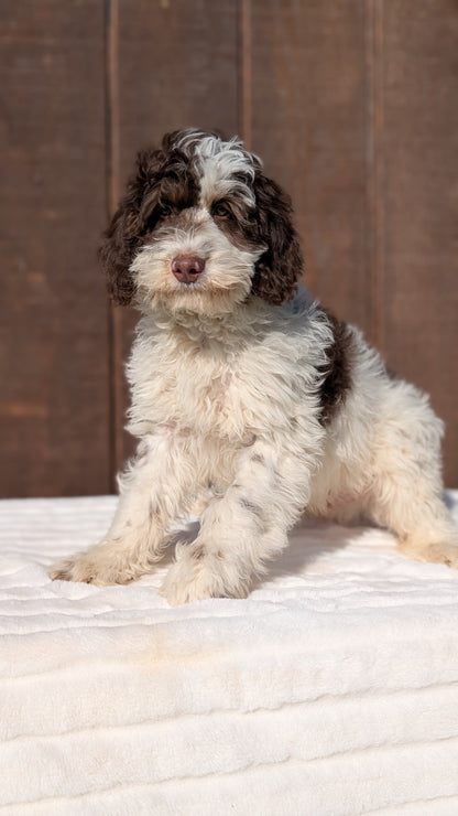 MINI BERNEDOODLE (07/25) MALE