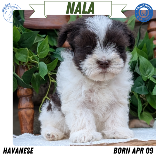 HAVANESE (APR 09) FEMALE