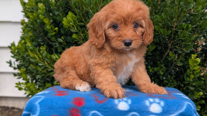 CAVAPOO (MAY 25) FEMALES