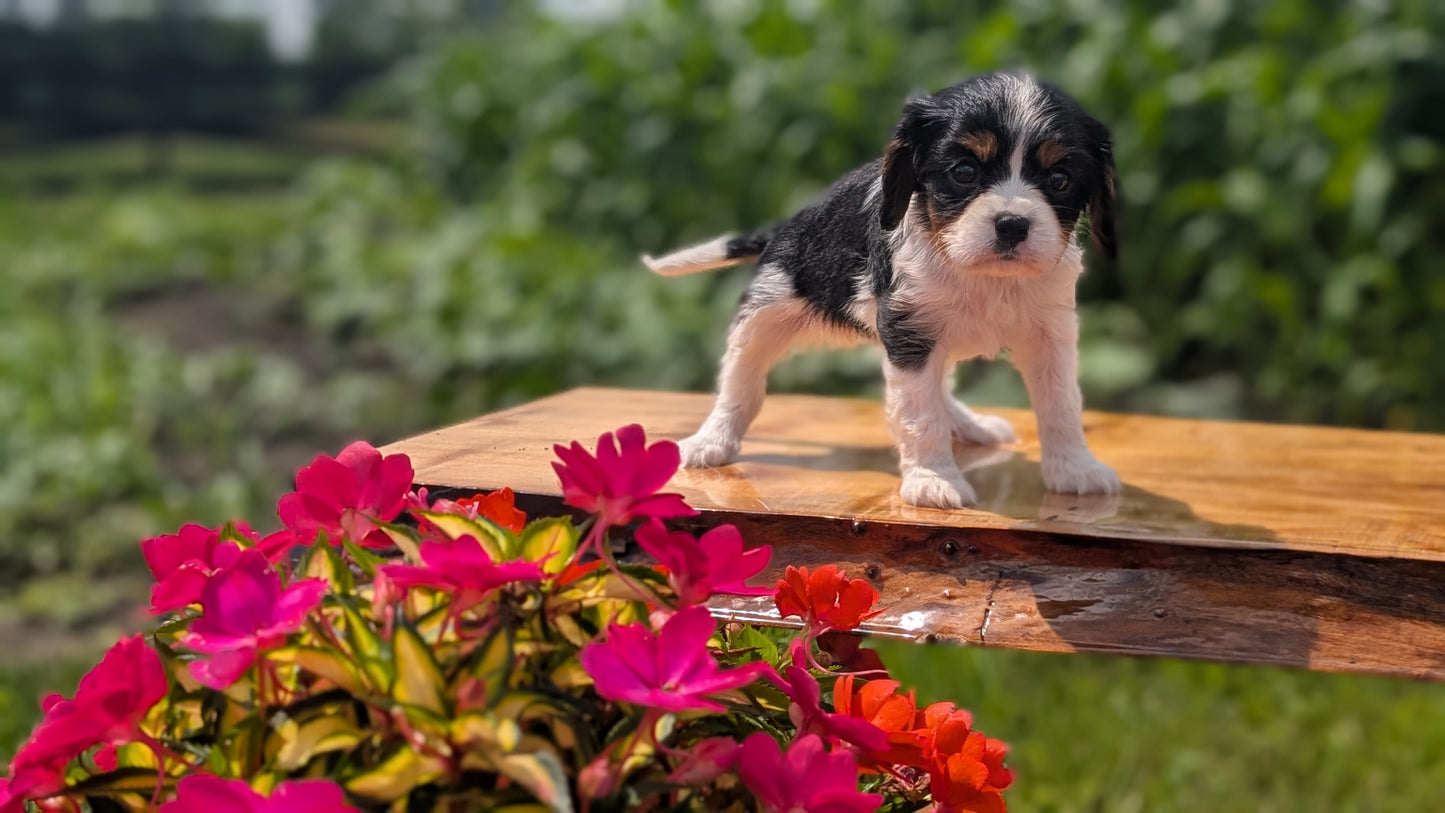 CAVALIER (MAY 30) FEMALES