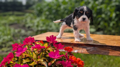 CAVALIER (MAY 30) FEMALES
