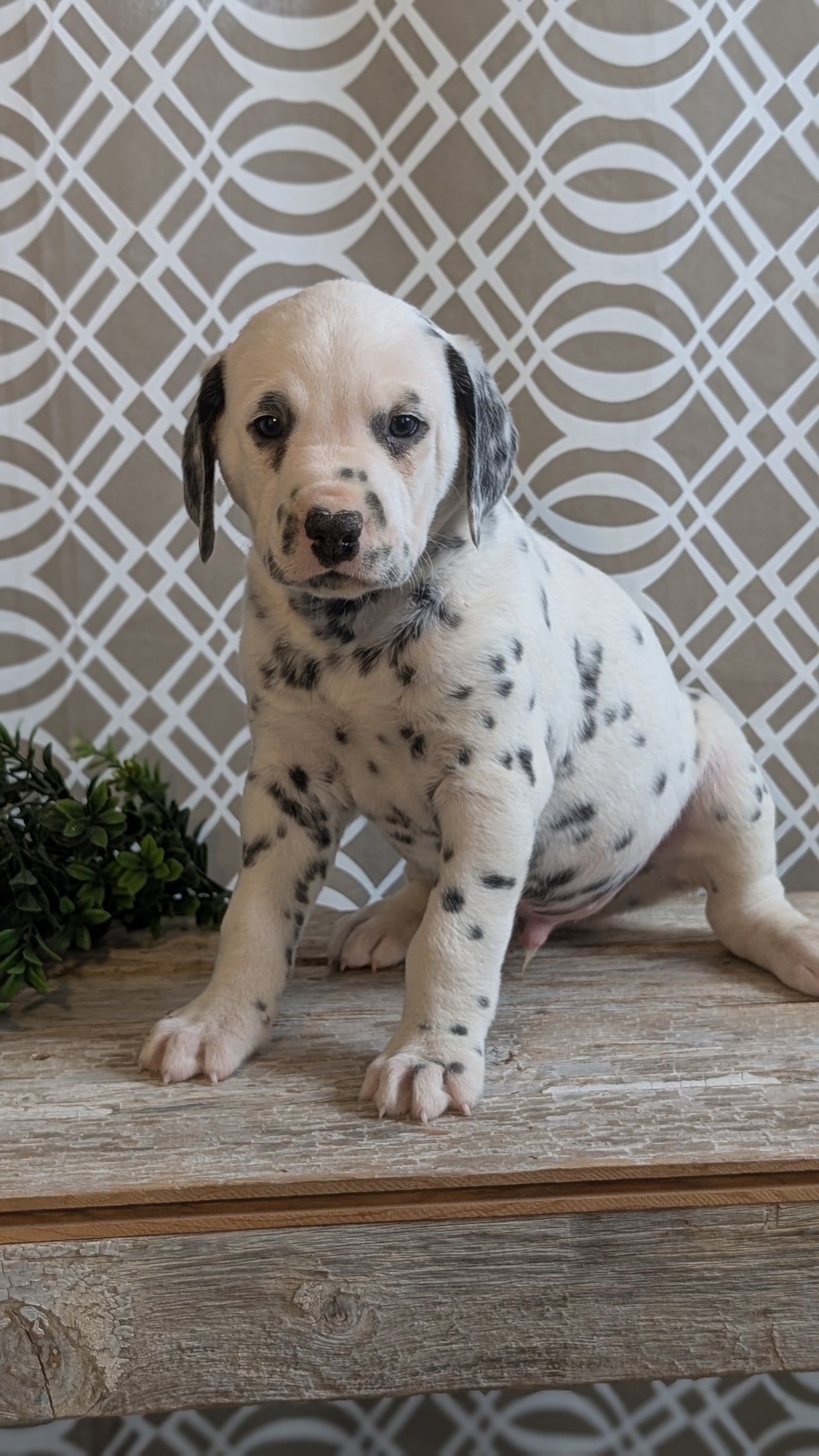 DALMATIAN (FEB 06) MALES