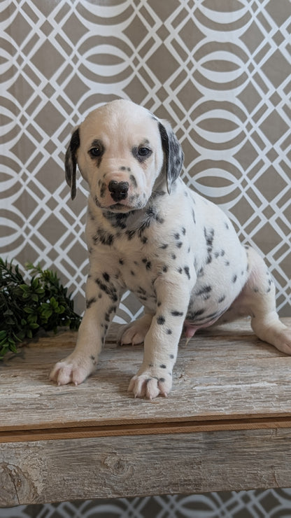 DALMATIAN (FEB 06) MALES