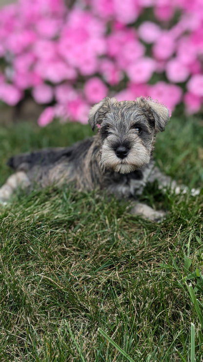 MINI SCHNAUZER (07/26) FEMALE