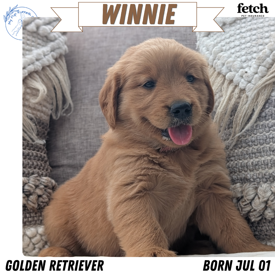 GOLDEN RETRIEVER (JUL 01) FEMALES