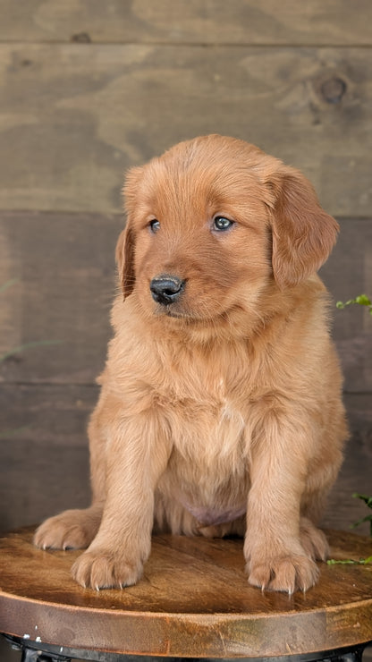 GOLDEN RETRIEVER (MAR 27) MALES