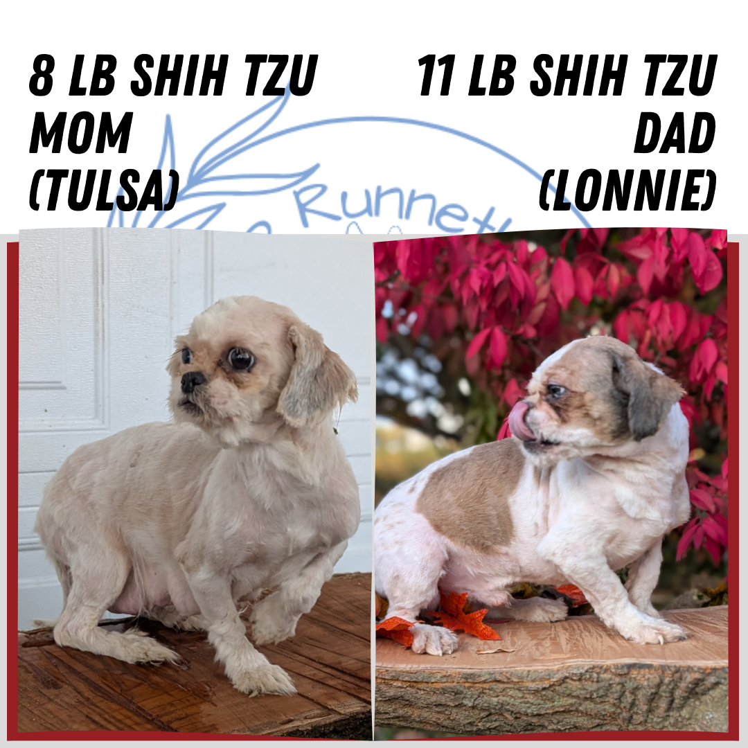 SHIH TZU (SEP 30) MALES